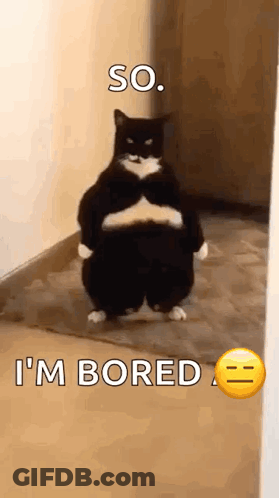 Black And White Cat Standing On Hind Legs GIF