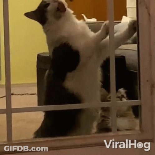 Black And White Cat Standing On Hind Legs In Living Room GIF