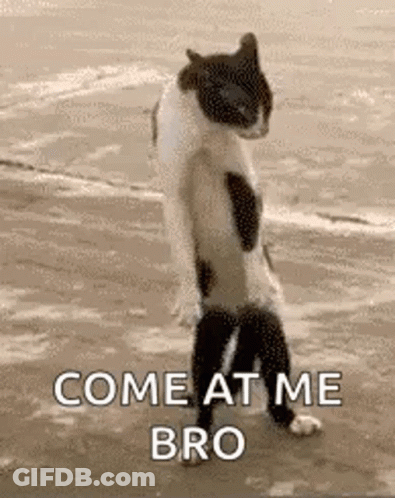 Black And White Cat Standing On Hind Legs On Beach GIF