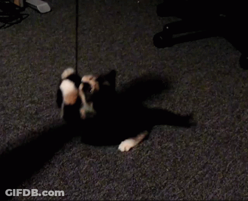 Black And White Cat Standing On Hind Legs On Carpet GIF