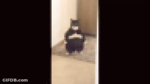 Black And White Cat Standing On Hind Legs GIF