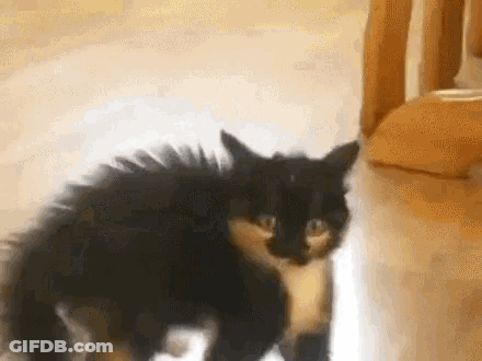Black And White Cat Standing On Wooden Floor GIF
