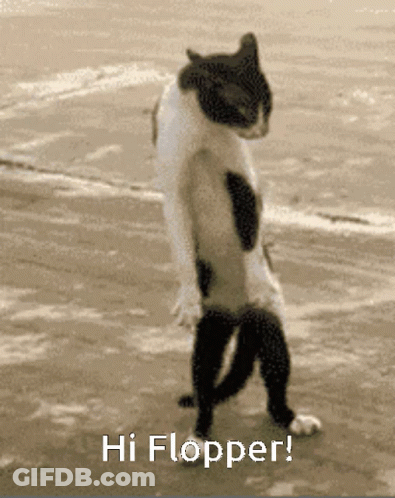 Black And White Cat Standing Saying Hi Flopper GIF