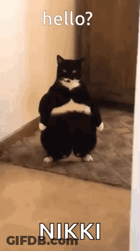 Black And White Cat Standing Says Hello Nikki GIF