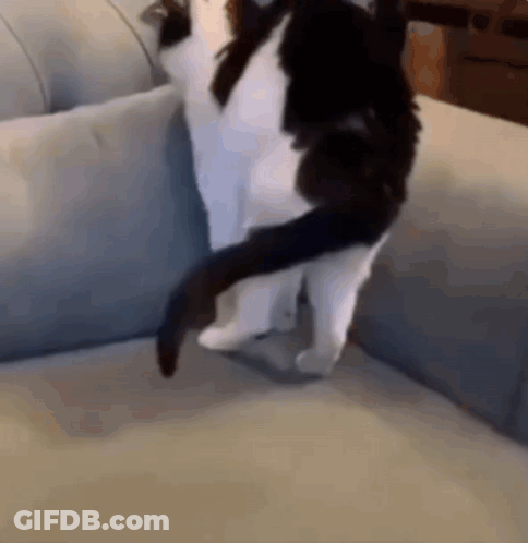 Black And White Cat Standing With Crossed Legs GIF