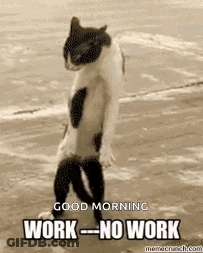 Black And White Cat Standing With Good Morning GIF