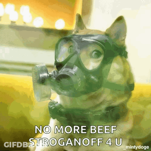 Black And White Cat Standing With Lol I'm Dying GIF