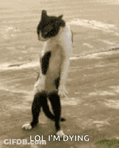 Black And White Cat Standing With Lol I M Dying GIF