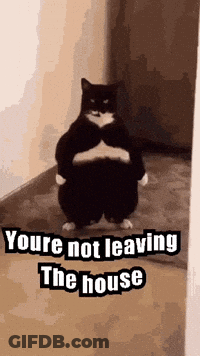 Black And White Cat Standing With Youre Not Leaving The House GIF