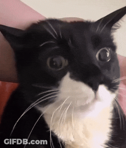 Black And White Cat Surprised Looking At Camera GIF