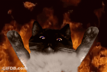 Black And White Cat Surrounded By Flames GIF