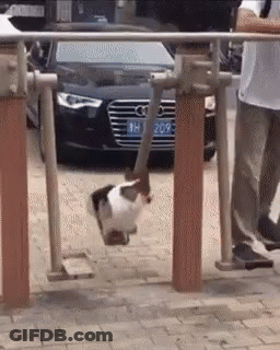 Black And White Cat Swinging On Swing With HH 209 License Plate GIF