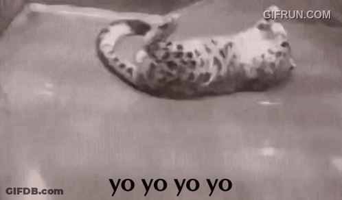 Black And White Cat Tail Saying Yo Yo Yo Yo GIF