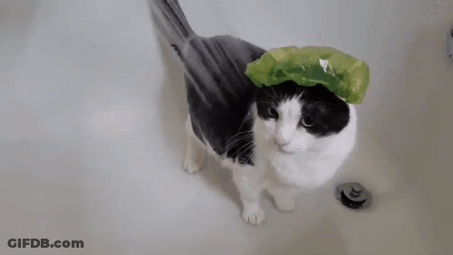 Black And White Cat Taking Bath With Green Shower Cap GIF