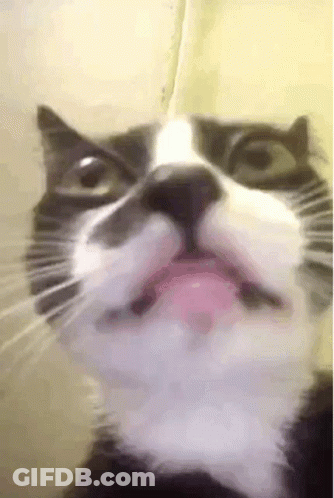 Black And White Cat Tongue Out GIF
