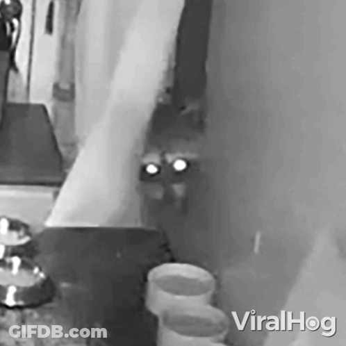 Black And White Cat Viralhog GIF