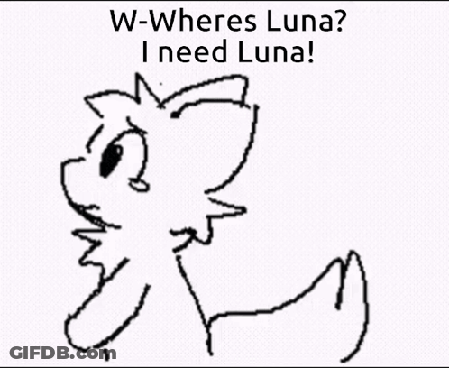 Black And White Cat W-Wheres Luna I Need Luna GIF