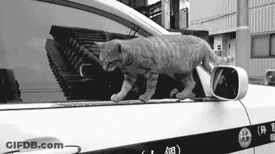 Black And White Cat Walking By Car GIF