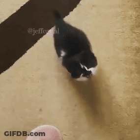 Black And White Cat Walking Next To Finger GIF