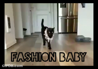 Black And White Cat Walking On Wood Floor Fashion Baby GIF