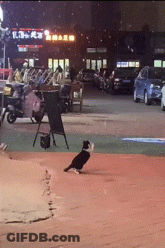 Black And White Cat Walking Past Building Saying A GIF