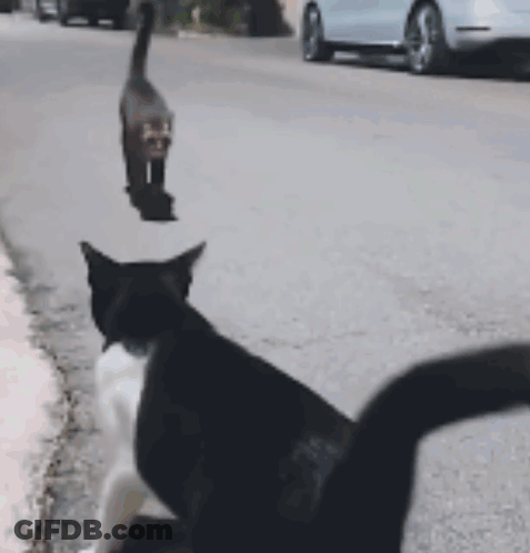 Black And White Cat Walking GIF