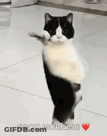Black And White Cat Waving Paw GIF