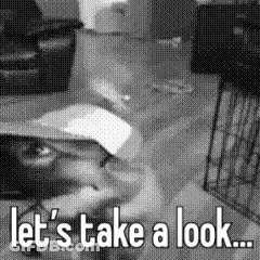 Black And White Cat Wearing Baseball Cap GIF