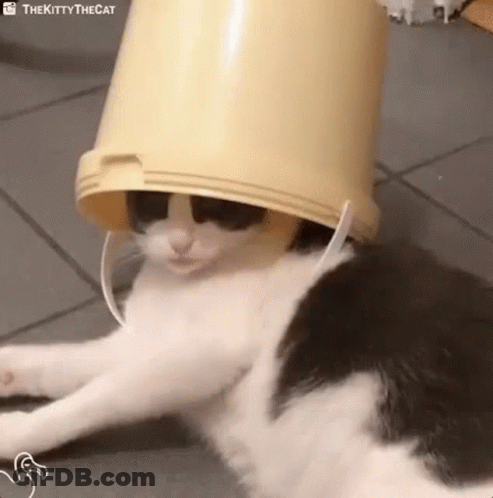 Black And White Cat Wearing Bucket On Head GIF