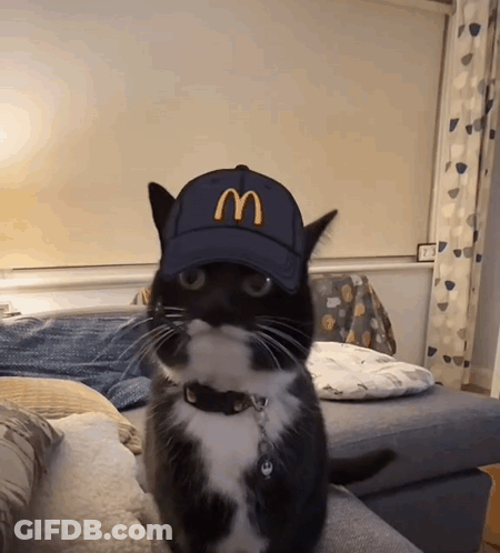 Black And White Cat Wearing McDonald's Cap GIF