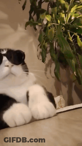 Black And White Cat Wearing Sunglasses Laying On Couch GIF
