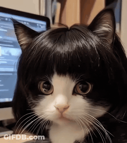 Black And White Cat Wearing Wig GIF