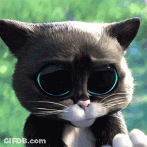 Black And White Cat With Big Blue Eyes GIF