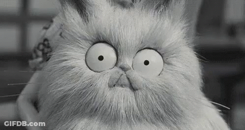 Black And White Cat With Big Eyes GIF