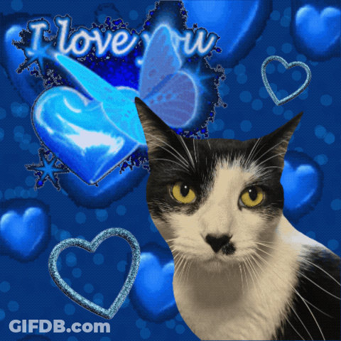 Black And White Cat With Blue Hearts I Love You GIF