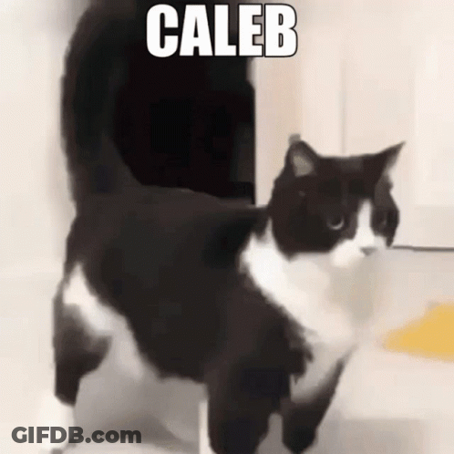 Black And White Cat With Caleb GIF