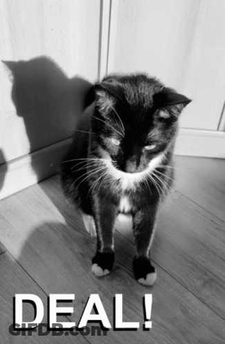 Black And White Cat With Deal GIF
