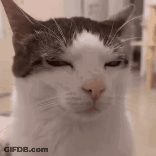 Black And White Cat With Eyes Closed GIF