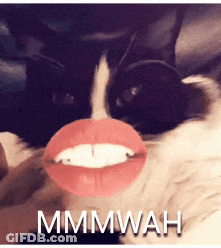 Black And White Cat With Fake Mouth Saying Mmmwah GIF