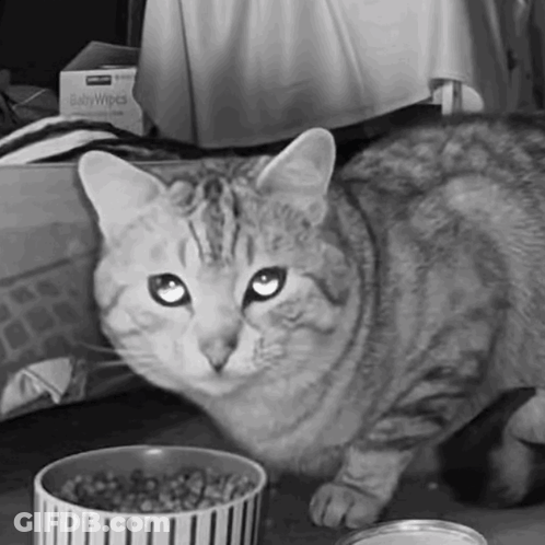 Black And White Cat With Food Bowl And Baby Wipes GIF