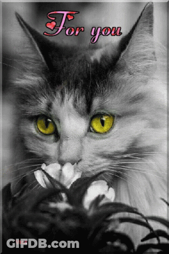 Black And White Cat With For You GIF