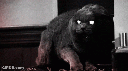 Black And White Cat With Glowing Eyes GIF