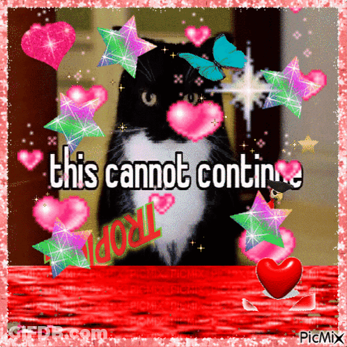 Black And White Cat With Hearts And Stars This Cannot Continue GIF