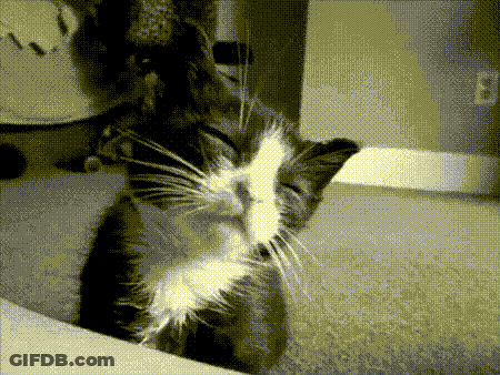 Black And White Cat With Letter B GIF