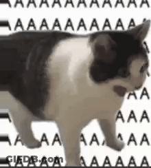 Black And White Cat With Letters GIF