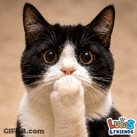 Black And White Cat With Lucas & Friends GIF