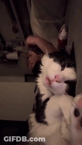 Black And White Cat With Pink Nose Laying Down GIF