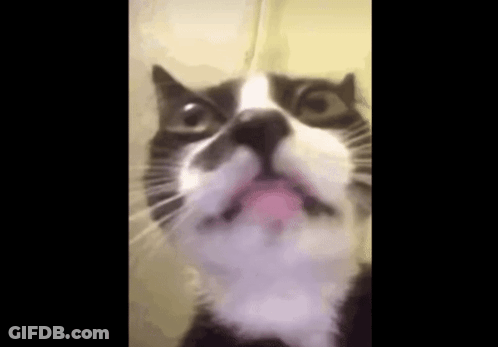 Black And White Cat With Tongue Hanging Out GIF