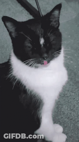 Black And White Cat With Tongue Hanging Out GIF