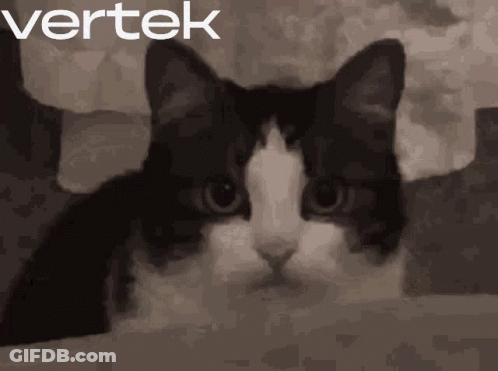 Black And White Cat With Vertek GIF